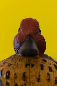 P. Carte Unatetta
